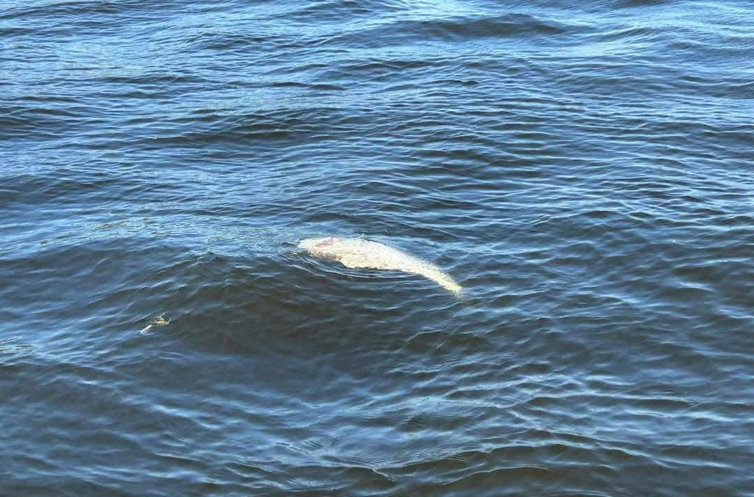How to Catch & Release a Fish Properly