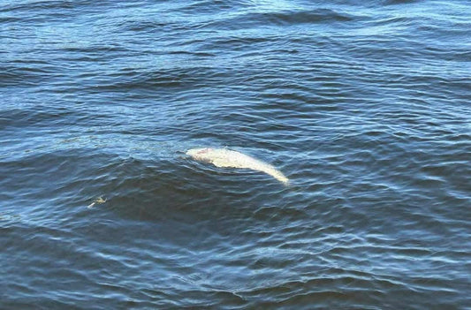 How to Catch & Release a Fish Properly