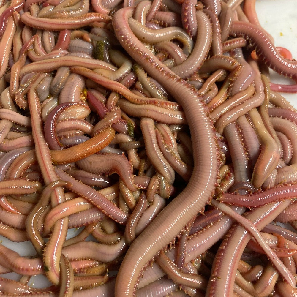 Bloodworms - One of Nature's Best Saltwater Baits for Striped Bass and More