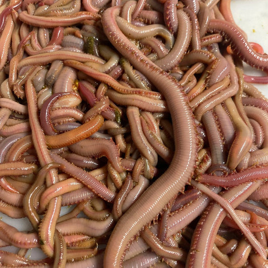 Bloodworms - One of Nature's Best Saltwater Baits for Striped Bass and More
