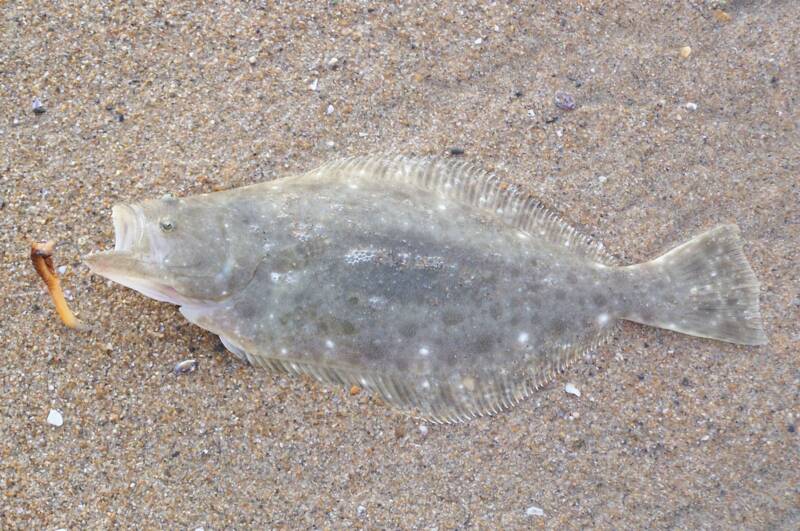 Surfcasting for Fluke, How to Catch Fluke from The Shore or Beach