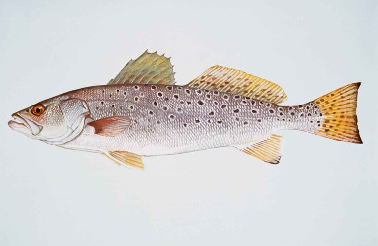 The Best Popping Cork Rig For Sea Trout