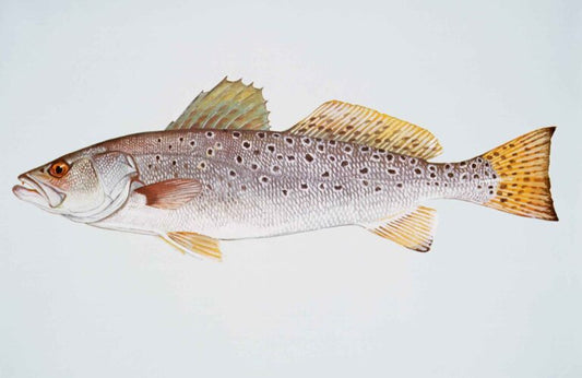 The Best Popping Cork Rig For Sea Trout