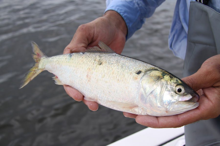 The Best Chunk Bait for Striped Bass