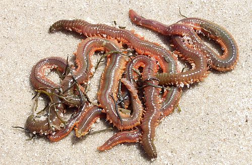 The Saltwater Bait That No fish Can Resist