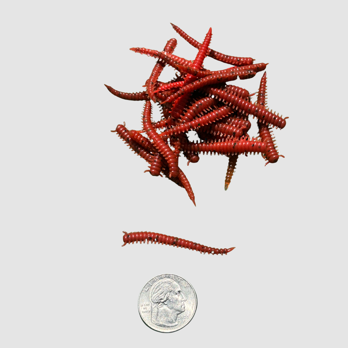 Two 2" Sandworm Jig with 25 Replacement Worms, AKA Cinder Worm
